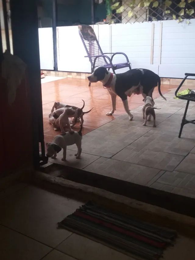 Animais  - Foto 2