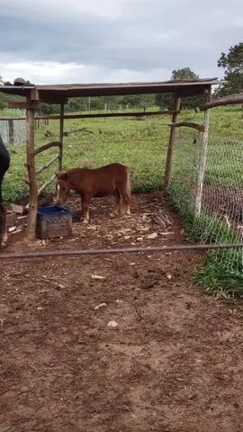 Traia de frente - Cavalos e acessórios - Vila Jayara, Anápolis