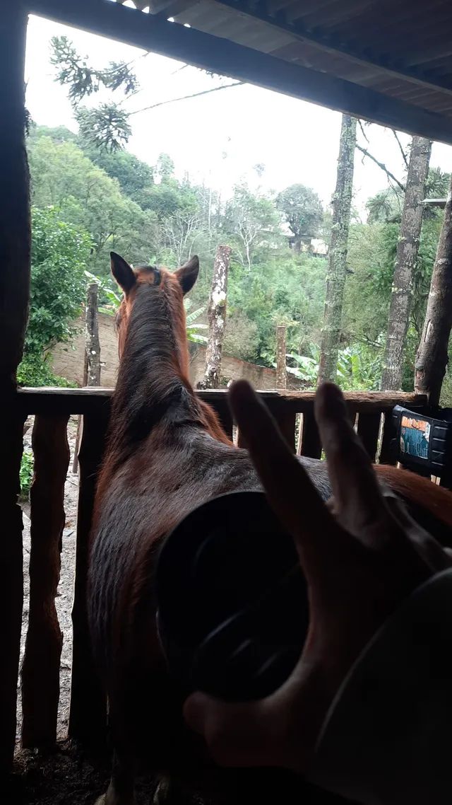 Cavalo  O caso do cavalo pintado por crianças: maus-tratos?