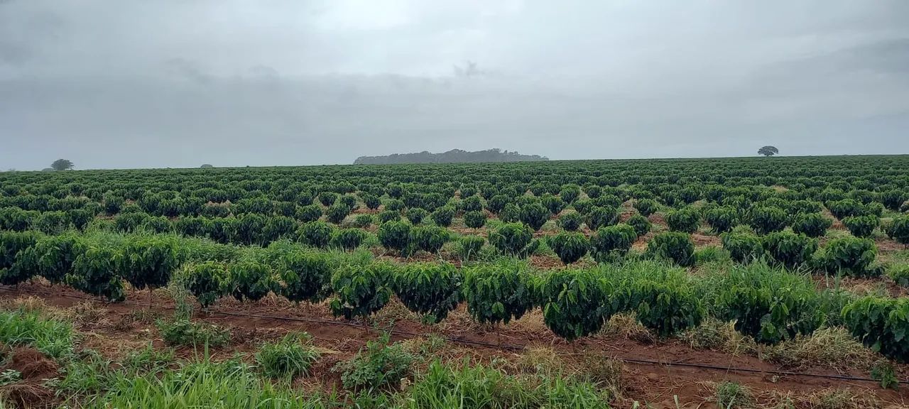 Fazenda de café no triângulo mineiro  - Foto 2