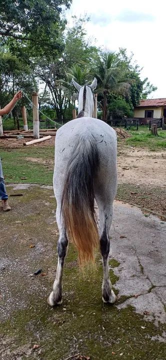 Capri Capim Real, Matriz, MM, registro definitivo, pronto para reprodução. - Foto 5