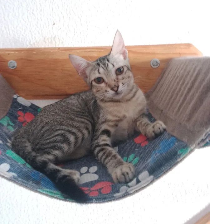 Gato filhote disponível para adoção
