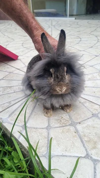 Coelhos Mini lion - Foto 3