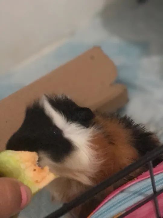 Porquinho da Índia - Foto 5