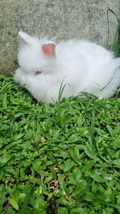 Coelhos Mini lion - Foto 2