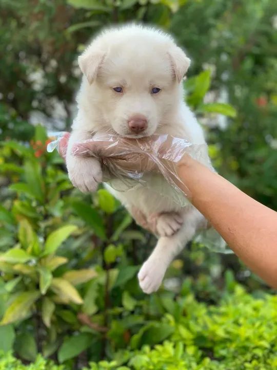 A cãopanhia perfeita pra sua familia  - husky siberiano 