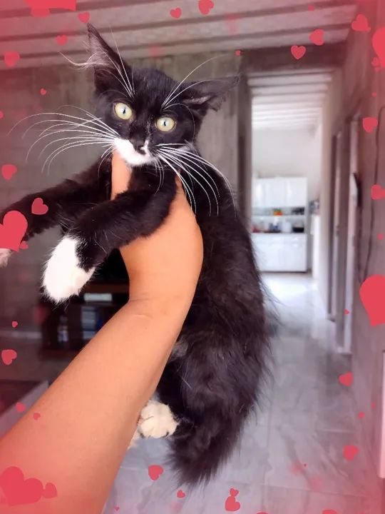 Vendo lindos filhotes de Maine coon  - Foto 4