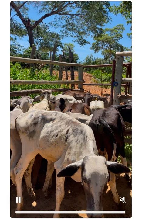 Bezerros nelores e nelorados. - Foto 2