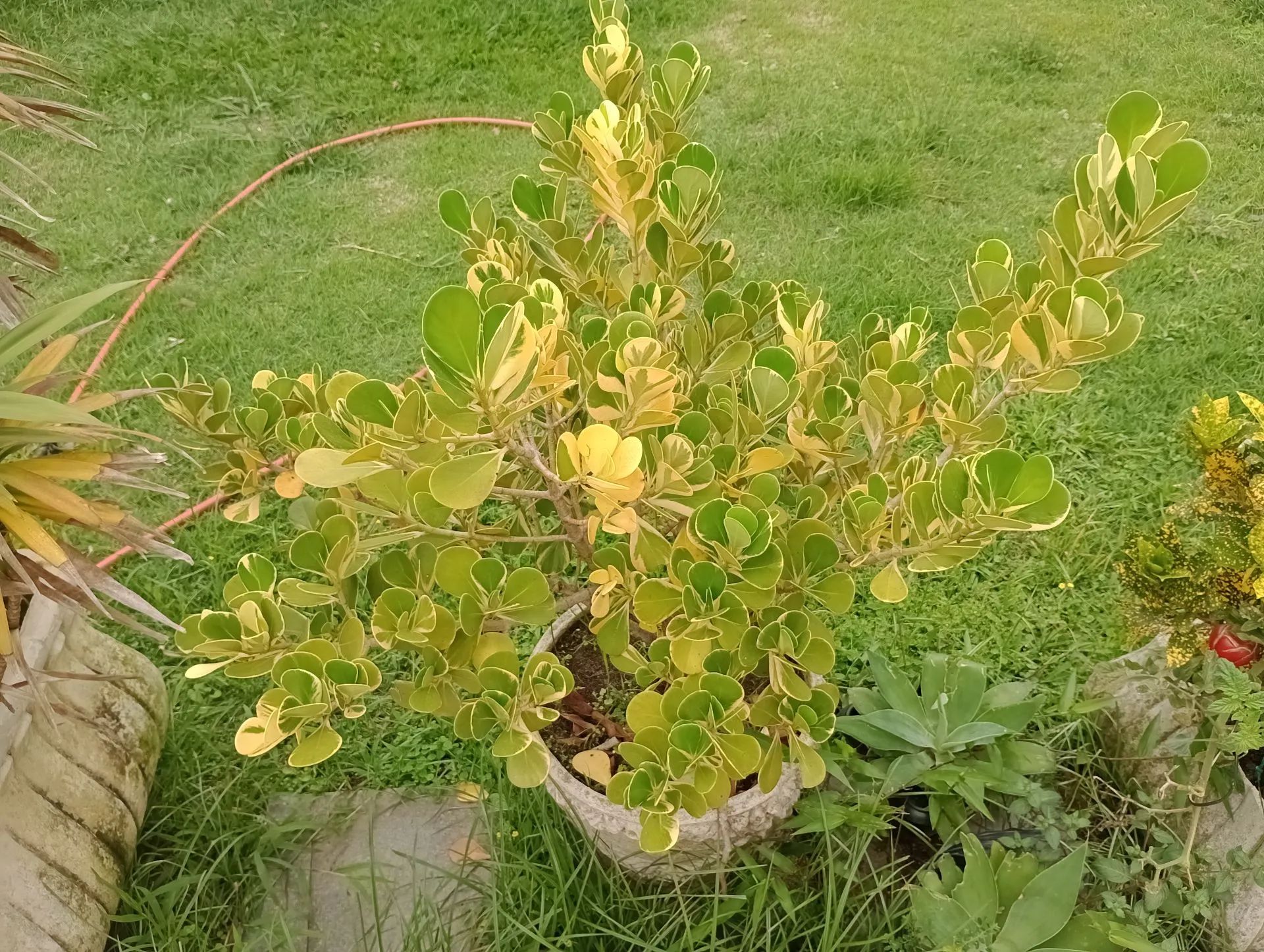 Plantas de várias espécies - Foto 2