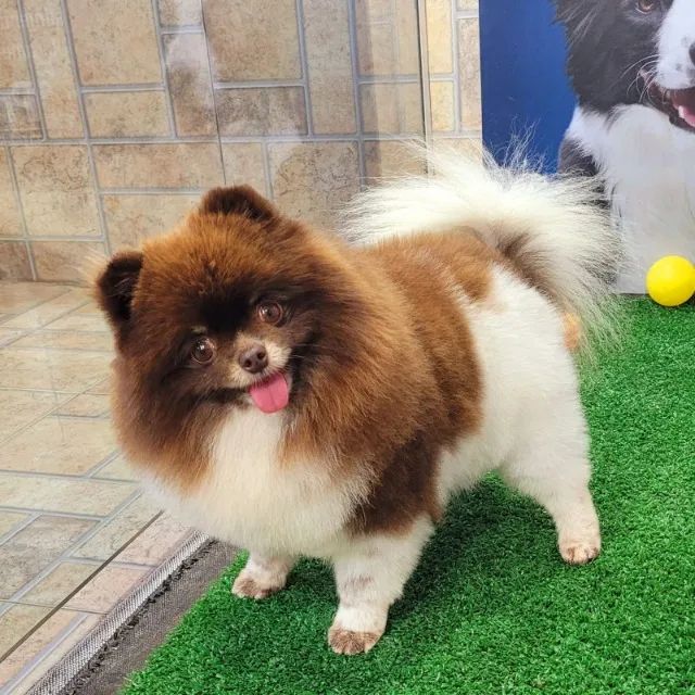 Spitz Alemão de Prestígio - Filhotes Disponíveis - Foto 3