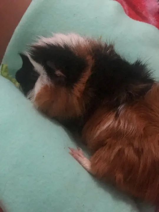 Porquinho da Índia - Foto 2