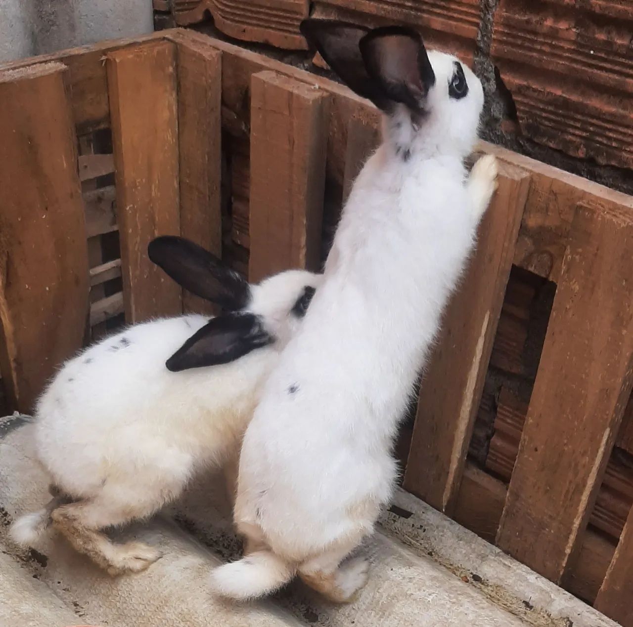 Dois coelhos por 80 - Foto 4