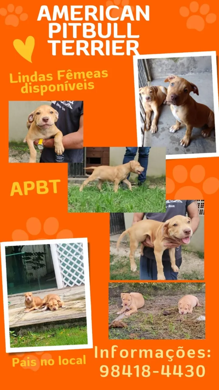 AMERICAN PIT BULL TERRIER - FILHOTES