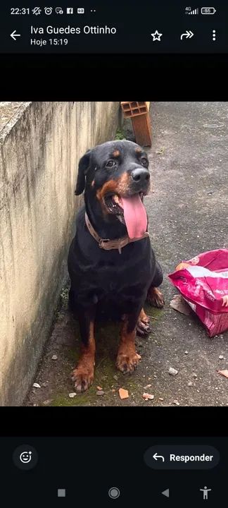 Filhote Rottweiler - Adestrado e Carinhoso