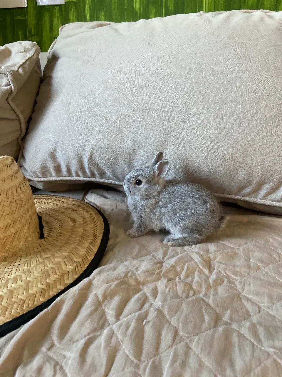 Mini  coelhos  nederland o menor coelho do mundo - Foto 4