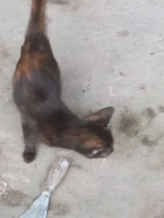 Gato Filhote para adoção  - Foto 4