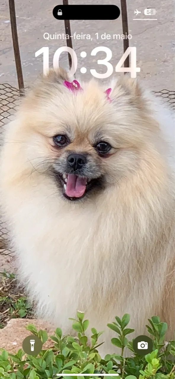 Filhótes de Lulu da pomerania