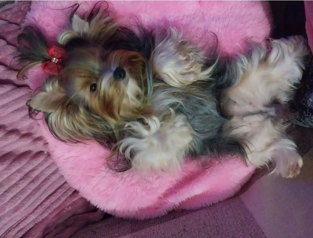 Morkie Micro fêmea - Foto 5