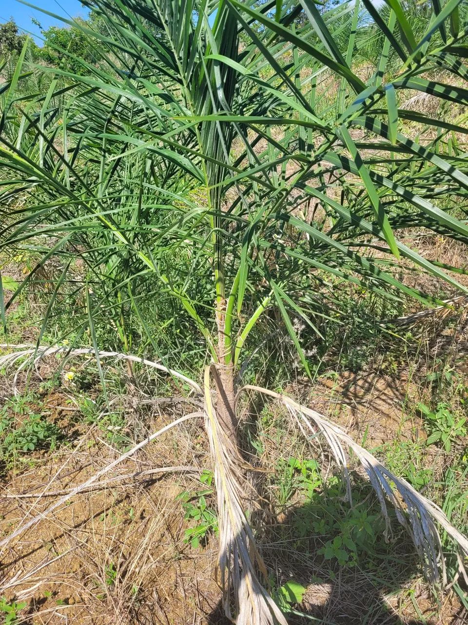 PALMEIRAS GUEROBA-PAISAGISMO E PLANTIO PARA FAZENDAS, CHACARAS E SITIOS - Foto 5