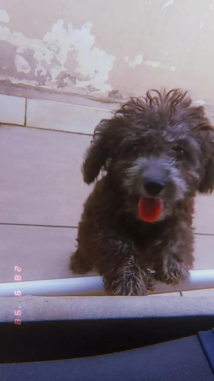 Filhote de Poodle para adoção