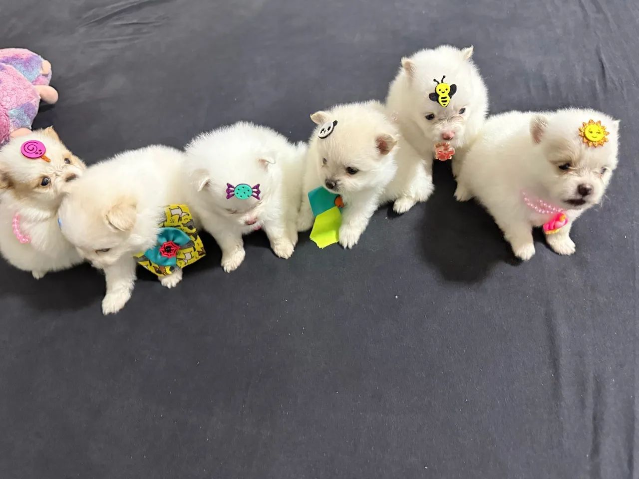 Lulu da Pomerania fêmea  - Foto 4