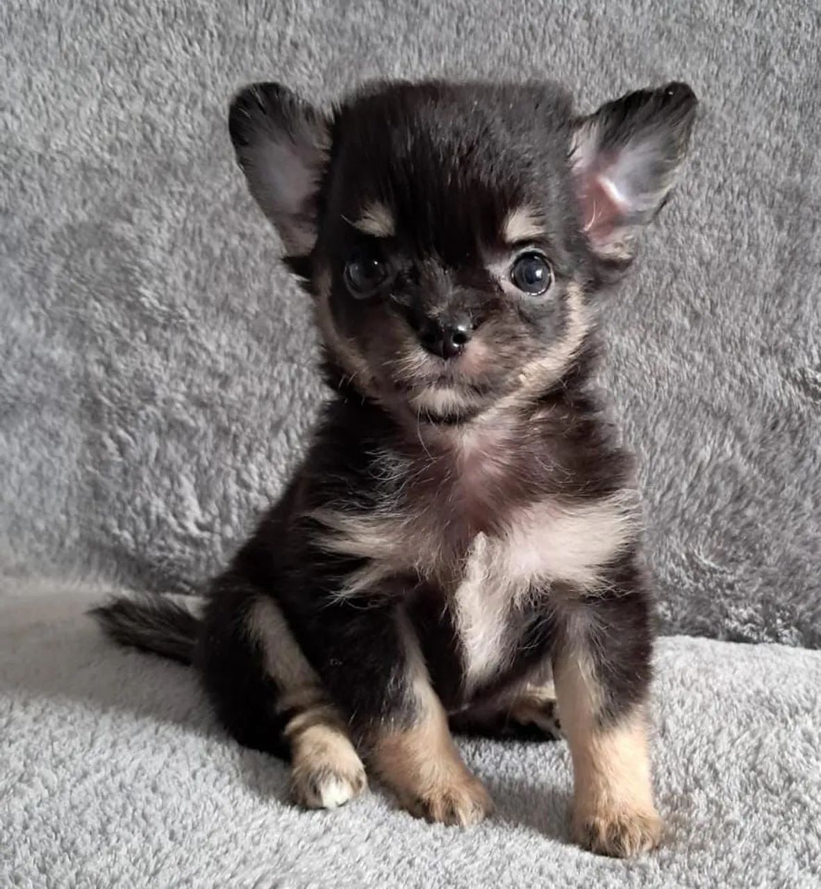 Chihuahua fêmea com vacina importada