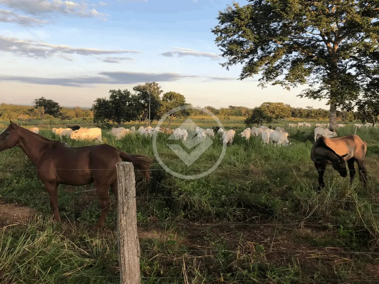 Vendo Fazenda de 620 Hectares Localizada no Altos da Serra de Diamantino codigo: 30646