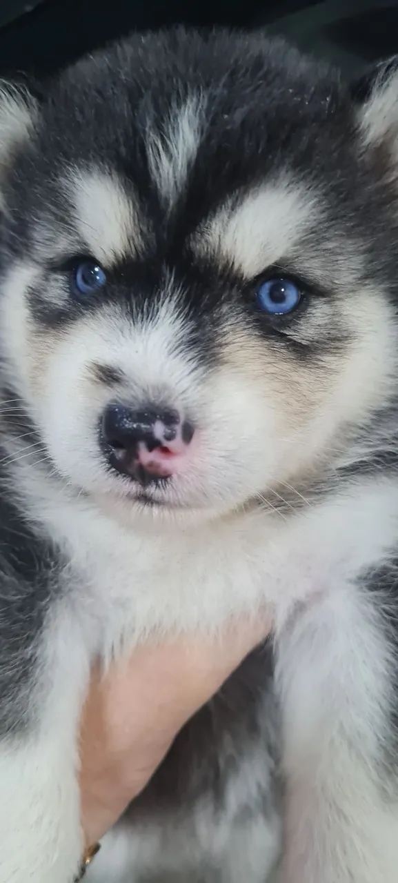 Filhote de Husky Siberiano para vender logo