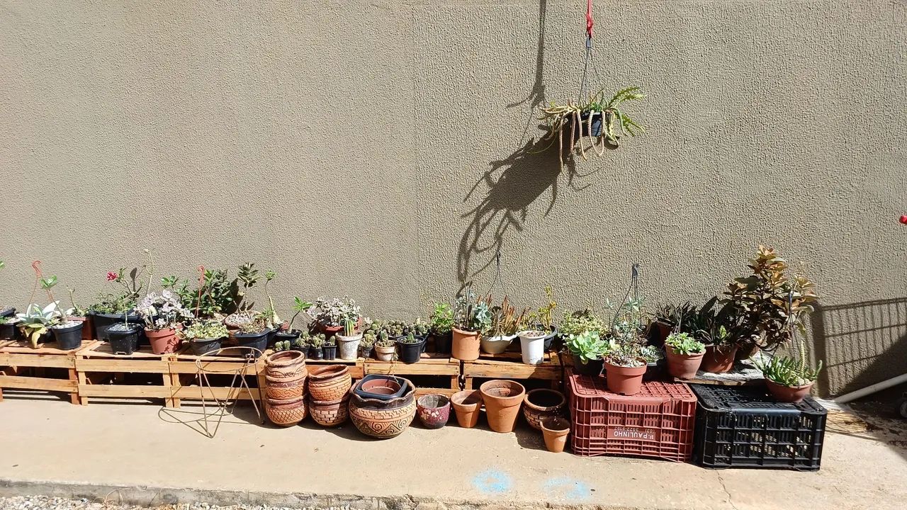 Suculentas/Cactos/Flores Do Deserto para Jardim - Foto 4