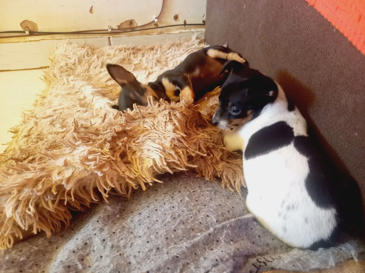 Filhotes de Pinscher para venda