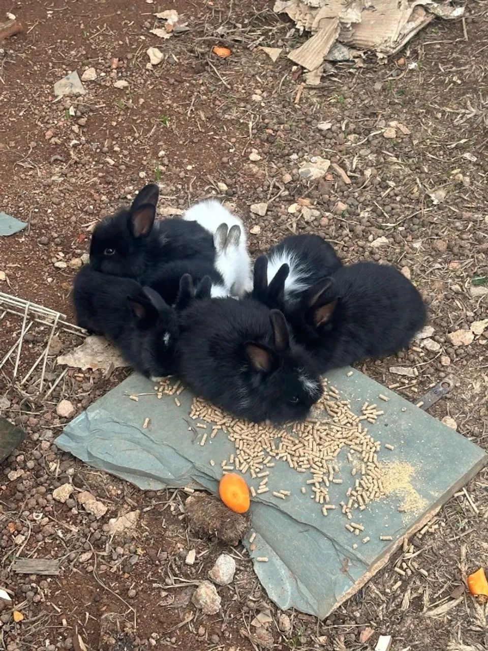 Filhotes de coelho mini Lion