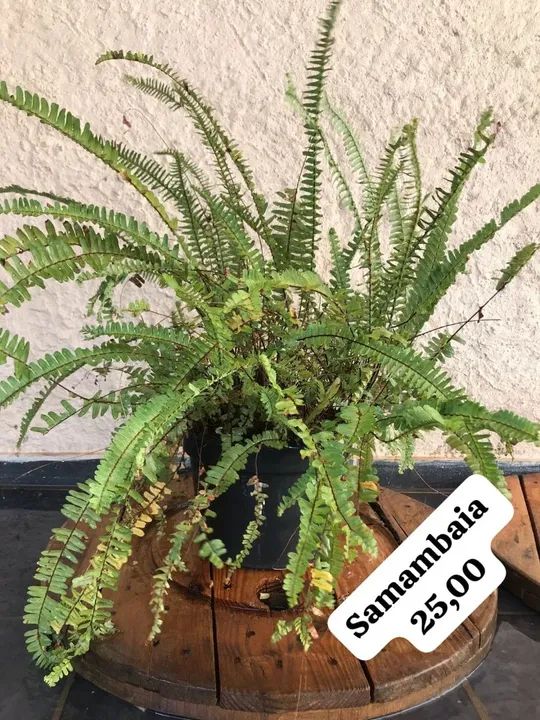 Samambaia Ninho de passarinho - Foto 2