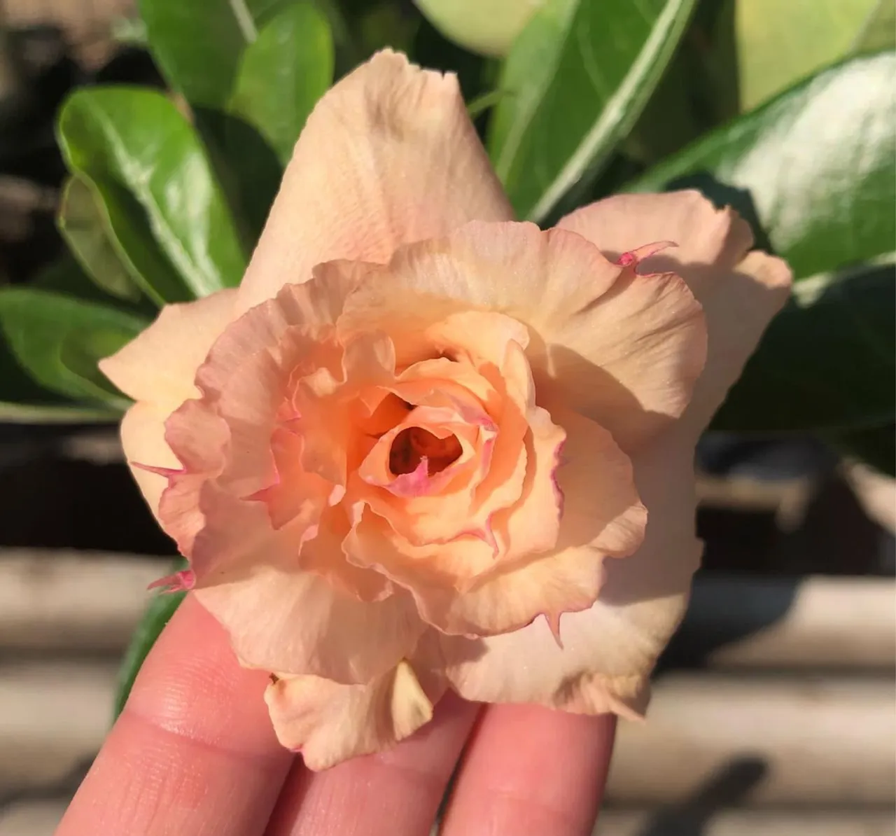 Linda flor de Rosa do Deserto Chanel