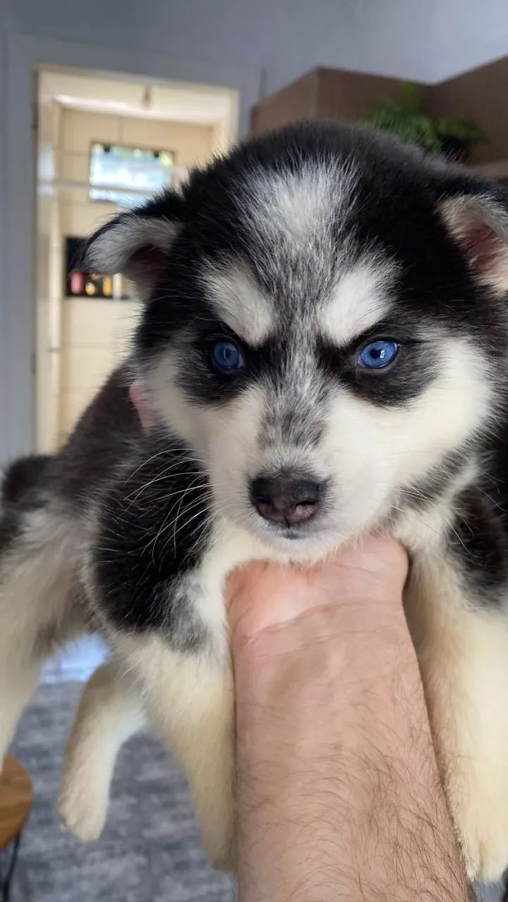 Filhote de Husky Siberiano com olhos azuis