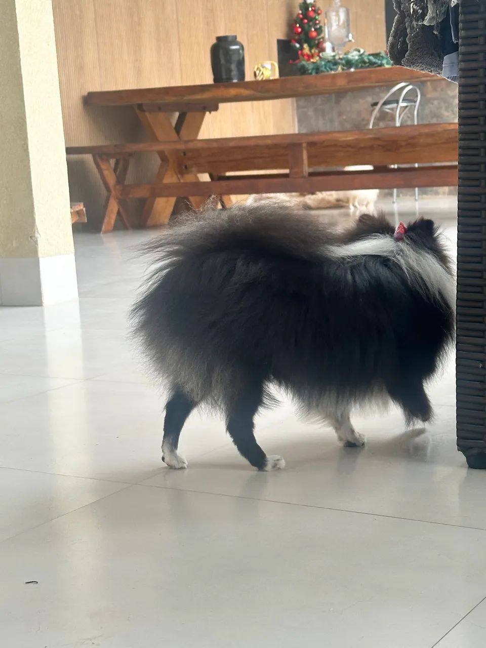 Spitz Alemão (Lulu da Pomerânia) - Linda e Saudável - Foto 3