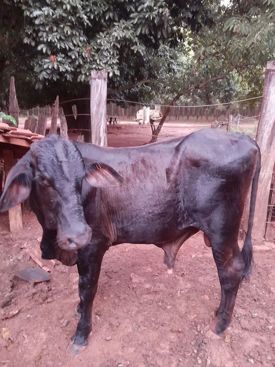 Vaca e um garrote p vender  - Foto 4