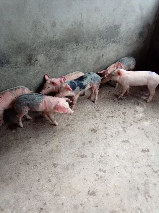 Porco Leitão bacurim suíno  - Foto 2