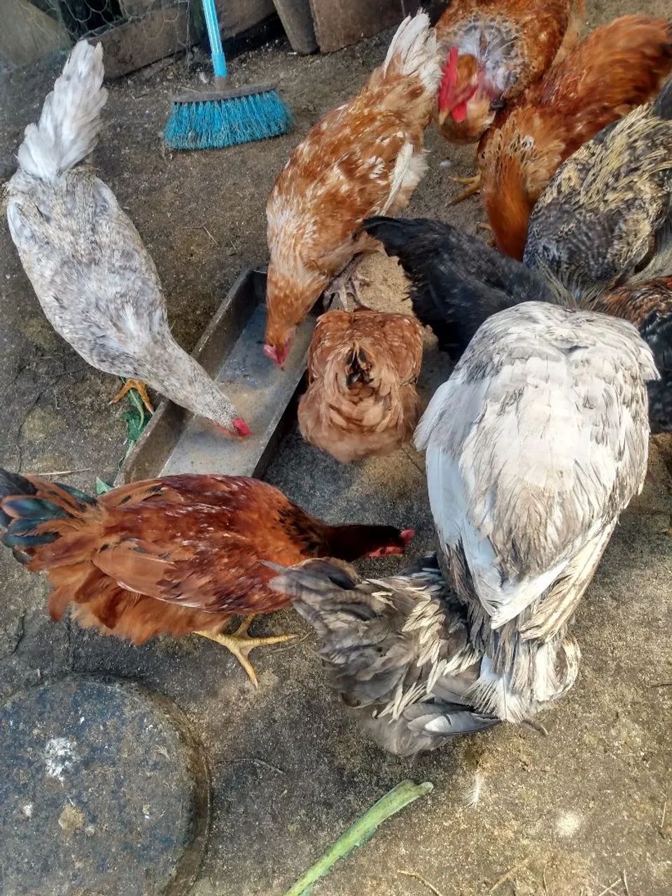 Frangos e Galinhas Caipira, aquáticos, pintinhos de Sedosas do Japão Etc. - Foto 3