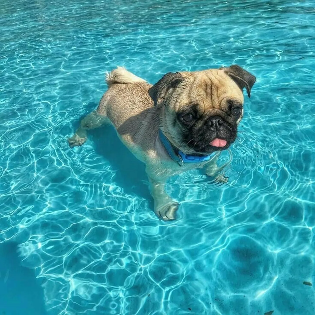 Pug aproveitando um dia de sol na piscina
