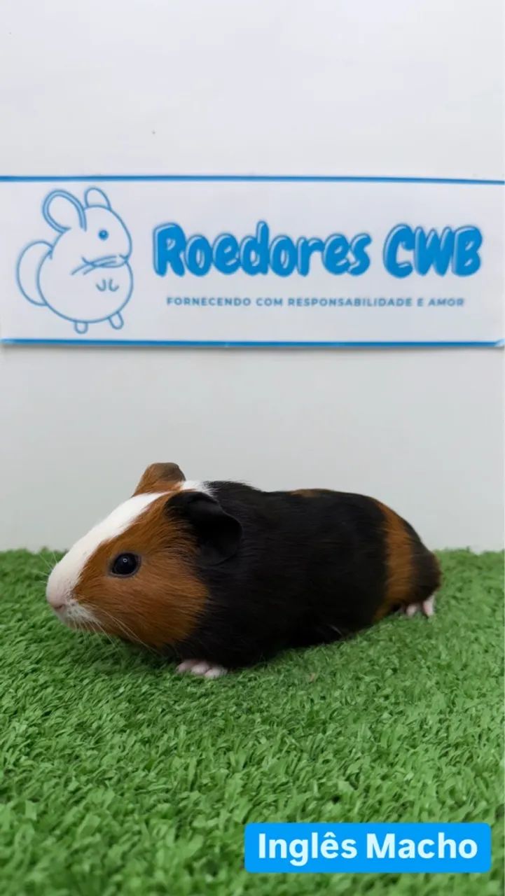 Filhotes de Porquinho da Índia (Roedores CWB)  - Foto 2