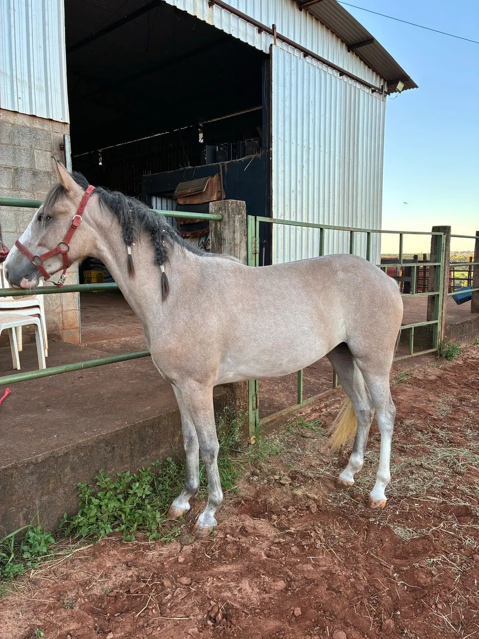 Égua Meio Sangue Paint Horse - Foto 5