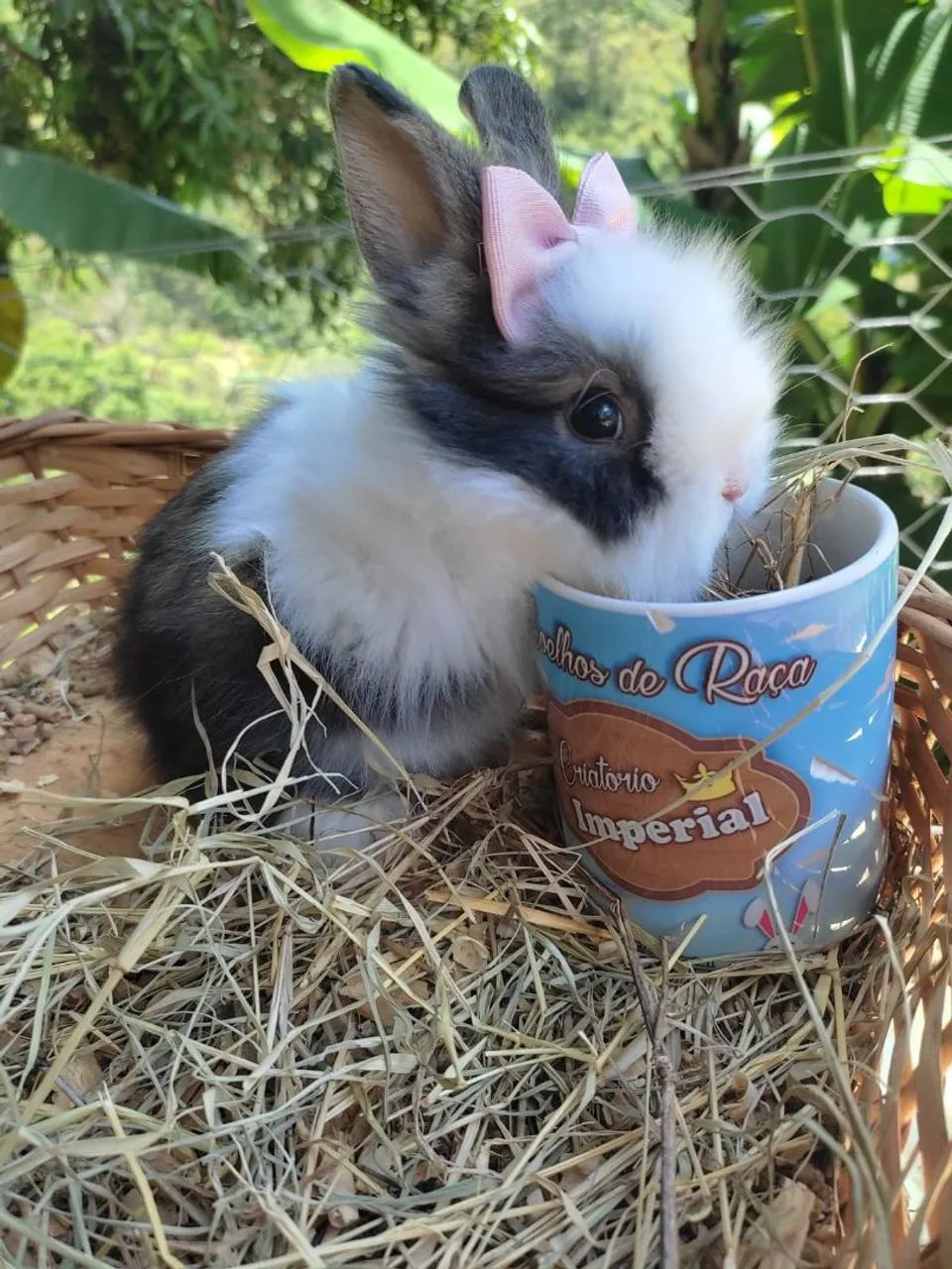 Coelhos PET - do Menor ao Maior do Mundo (Criatório legalizado) - Foto 5