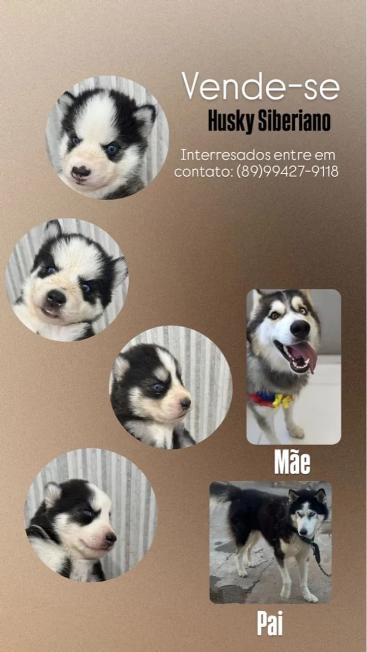 Filhotes de Husky Siberiano