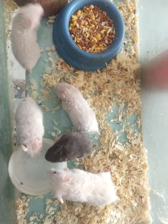 Hamster sirios  - Foto 2