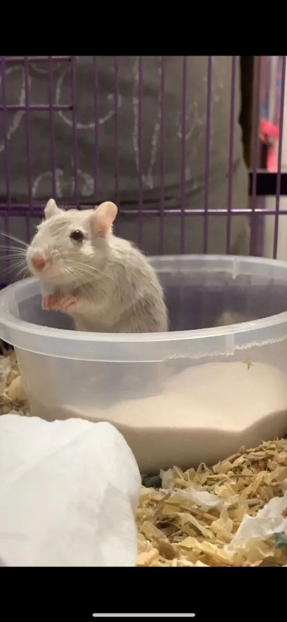 Esquilo Gerbil - Foto 3