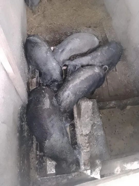 Filhotes de porco Moura com duros