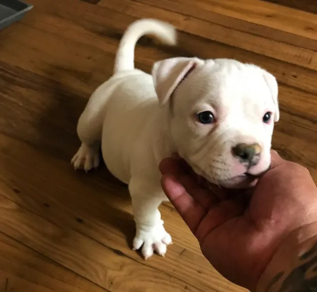American Bully Filhotes Em Promoção!