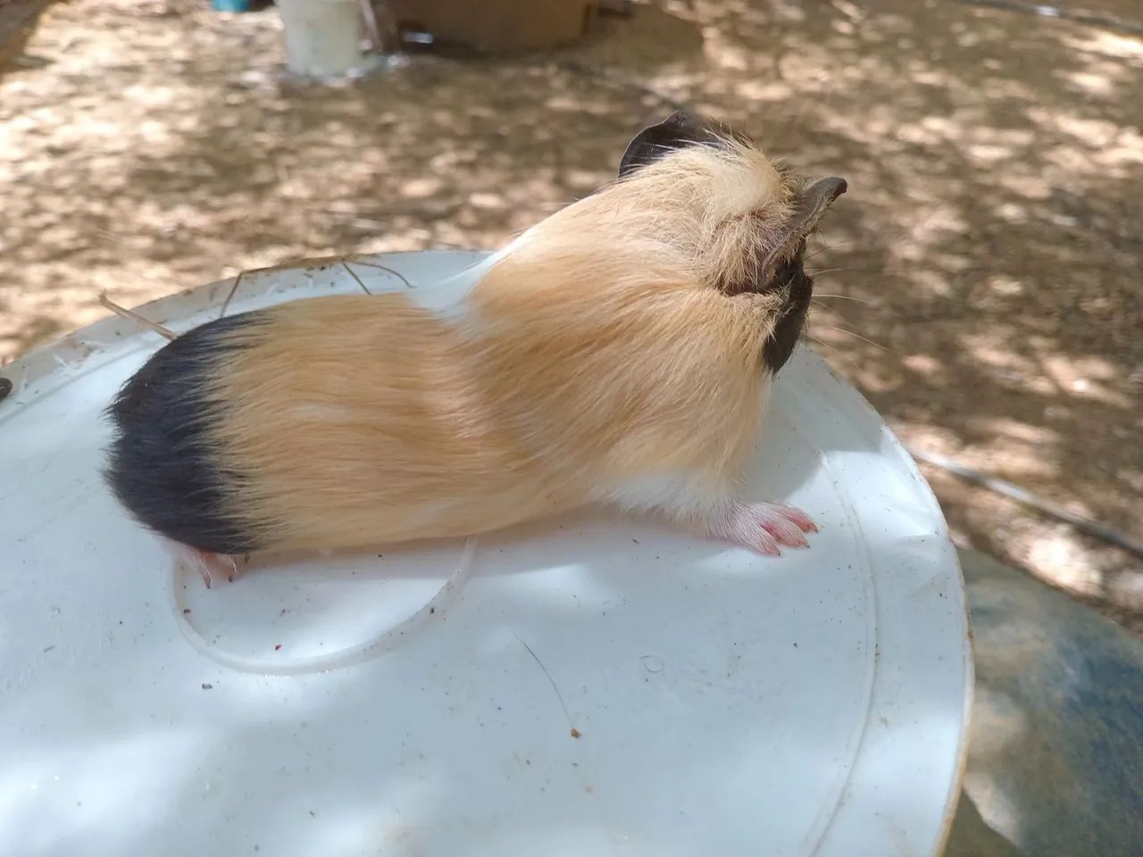 Porquinho da india  - Foto 3