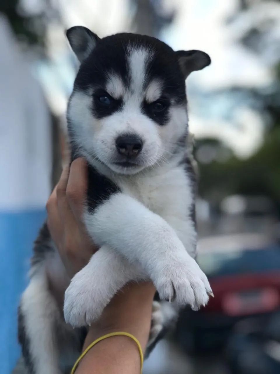 Husky Siberiano Todas as cores, excelente padrão da raça, com assistência vet. gratuito - Foto 2