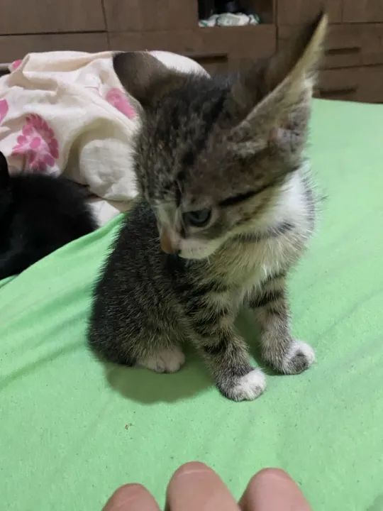 Doação Responsável  - Foto 3